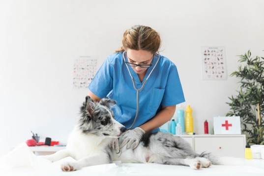 gallery/veterinaria